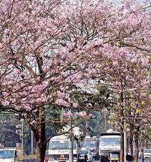 Tree with pink flowers india. Pink Poui