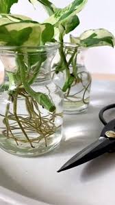 Yolanda Cora (corayolanda)