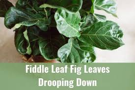 Check spelling or type a new query. Fiddle Leaf Fig Leaves Drooping Down How To Fix It Ready To Diy