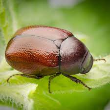June bugs can cause damage to gardens, lawns and pastures. 5 Things You Need To Know About June Bugs Cbc News