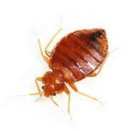 Pill Could Join Arsenal Against Bedbugs Nytimes Com Bed Bugs Treatment Bed Bugs Bed Bug Control