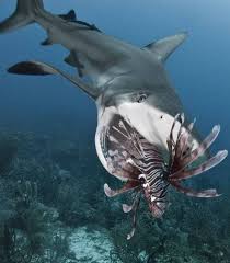 Virtual Safari Hmm The Lion Fish Or Scorpion Fish Has Poisonous And Painful Lion Fish Ocean Animals Ocean Creatures