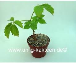 Image result for Cyphostemma adenocaule