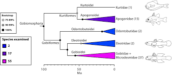 The Tree Of Life And A New Classification Of Bony Fishes