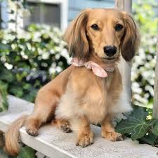 Why don't you ask that nice, smart, alluring lady shooting in landscape to send in a copy of her video. Dachshund Dog Breed Facts Information Rover Com
