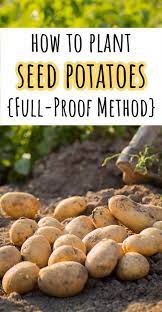 How To Plant Seed Potatoes That Grow Really Well Cabin Lane In 2021 Planting Seeds Planting Potatoes Planting Seed Potatoes