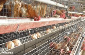 The increased population and better family income has led to a higher demand. Poultry Farmers Face Spectre Of High Feed Cost The Edge Markets