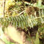 Image result for Trichomanes crispiforme