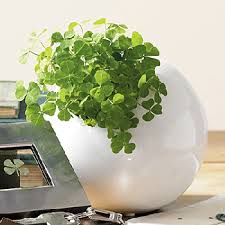 Shamrock can haul them all! Shamrock Plant St Patricks Day Or Christmas Gift Ideas And Cheap Decorations
