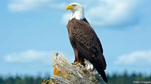 We'd like to show you notifications for the latest news and updates. How The Bald Eagle Soared Again The Economist
