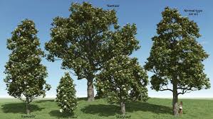 Magnolia Grandiflora 3d Plant Model Creation Magnolia Arbre Planter Des Arbres Arbre