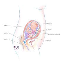 21 Ventunesima Settimana Di Gravidanza Scheda Completa Periodofertile It