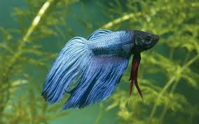 A japanese fighter fish that i drew. Rogue Siamese Fighting Fish Breeding By The Thousands In Darwin S Adelaide River The New Daily