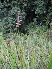 Image result for Eulophia horsfallii