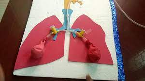Respiratory System Working Model Science Project B Ed Youtube Respiratory System Projects Respiratory System Respiratory System Activities