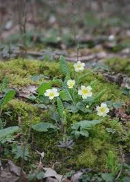 Winter season doesn't mean you have to turn your back to your flower garden until spring comes. 19 Best Winter Flowers Flowers That Bloom In Winter