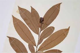 Image result for Gomphia