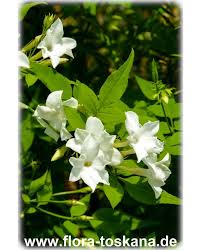 We did not find results for: Jasminum Officinale True Jasmine Common Jasmine French Perfume Jasmine Flora Toskana