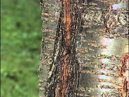The tree was okame cherry (prunus x incam okame), one of the earliest flowering of the japanese cherries. Cherry Blossom Tree Bark Shefalitayal