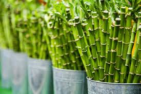 Just collect and tie the bamboos up. Bamboo Solutions Efestio Blog