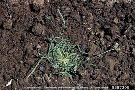 Image result for Tristachya