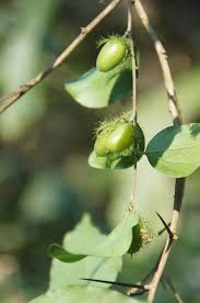 Image result for Dovyalis macrocalyx