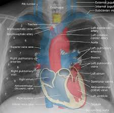 18 Twitter Medical Knowledge Radiology Student Medical Anatomy