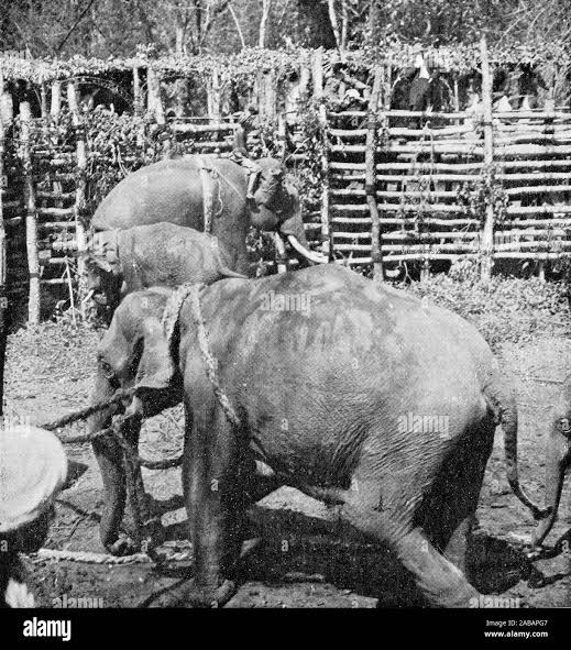 Halftone photograph of wild elephants (Elephas maximus indicus) being captured in a kheddah or stockade in Mysore, India, circa 1906. Wild elephants are no longer captured this way Stock Photo - Alamy
