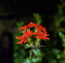 Image result for Caryophyllaceae