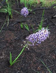 Image result for Schizocarphus