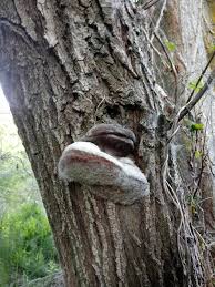 Image result for Phellinus igniarius
