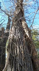 Include your email address to get a message when this question is answered. Will Trumpet Vines Damage Trees Tips For Removing Trumpet Vine On Trees