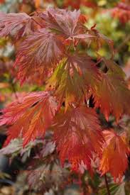 All i can do is keep buying all the orange japanese maples i can find for the nursery and hope that eventually i find some like this one. A Japonicum Aconitifolium Dancing Peacock Mendocino Maples Nursery Japanese Maple Tree Japanese Maple Dwarf Trees For Landscaping
