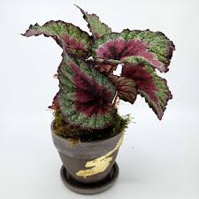 Rex begonias are not easy care plants and are mainly grown indoors, especially in the st. Rex The Rex Begonia In Centennial Co Denver Plant Delivery