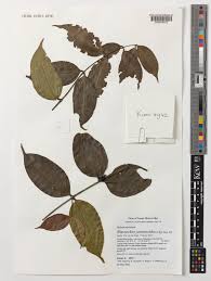 Image result for Warneckea