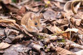 Waldmaus Photos Royalty Free Images Graphics Vectors Videos Adobe Stock