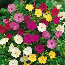 Department of agriculture hardiness zones 10 and above, which means that four o'clock may survive temperatures as four o'clock flowers, mirabilis jalapa, were originally found in the andes mountains of south america. Four O Clock Seeds Mirabilis Jalapa Seed Mix High Country Gardens