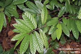 Image result for Monoon