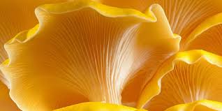 The margin can be smooth with a slight wave. A Complete Guide To Oyster Mushrooms Grocycle