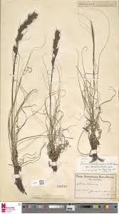 Image result for Tetraria