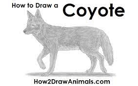 <<< seriously, thank the artists. How To Draw A Coyote Video Step By Step Pictures