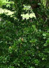 Image result for Hyperacanthus microphyllus