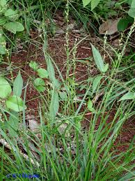 Image result for Scleria distans