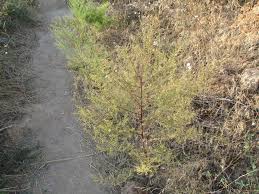 Image result for Dewildemania filifolia