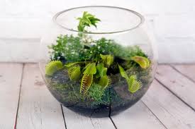 Shop better homes & gardens and find amazing deals for flowers & plants from several brands all in one place. Terrarium Plants 17 Plants To Grow In Your Terrarium Trees Com