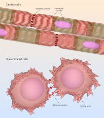 Cell junctions in animal tissues. What Are Cell Cell Adhesions Mbinfo