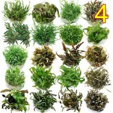 5 cm platzierung im aquarium: Live Aquarium Pflanzen Cryptocoryne In Vitro 4 Aquatic Tropical Fish Materiel Ebay