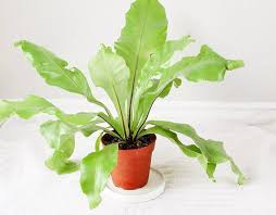 We did not find results for: 15 Houseplants That Are Beautiful And Safe For Cats And Dogs