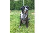 Take a look at our available puppies for sale in pittsburgh, pennsylvania! Border Collies For Sale In Pittsburgh Dogs On Oodle Classifieds