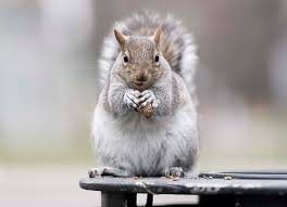 Lest you doubt the destructive potential of a suicidal squirrel, just take a look at brookins's facebook post following the attack. Armed Squirrels That S Just Nuts Winnipeg Free Press